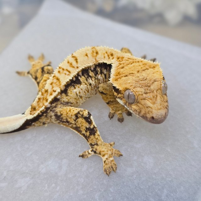 Normal Drippy White Spot Tri Extreme Harlequin