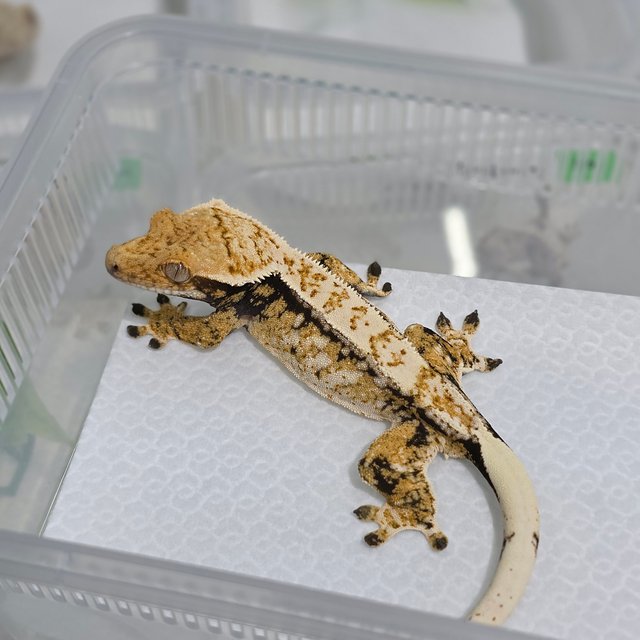 노멀 트라이 익스트림할리퀸 드리피 화이트스팟 핀스트라이프