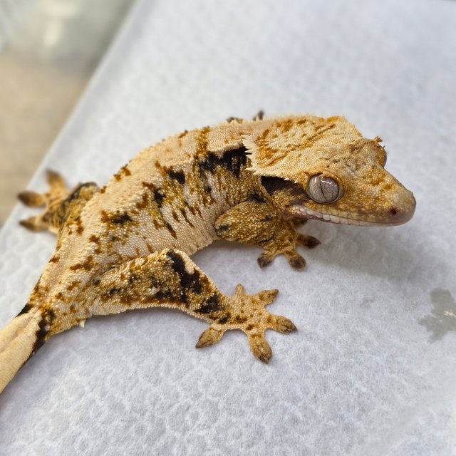 노멀 트라이 익스트림할리퀸 드리피 화이트스팟