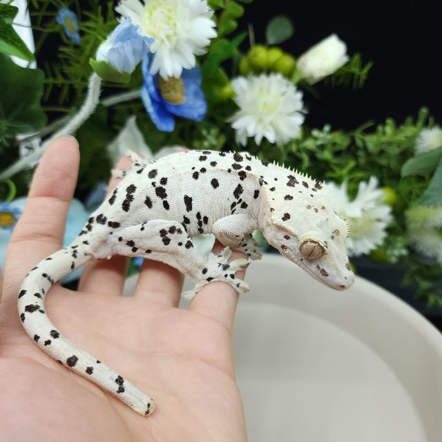 슈퍼달마시안 달마시안