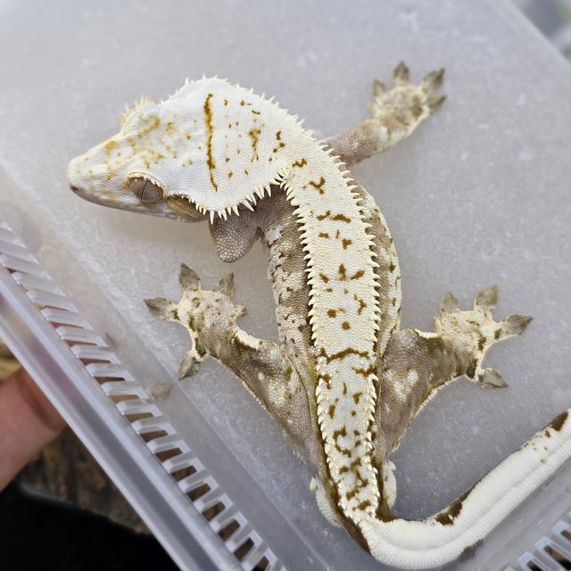 Normal Cream Creamsicle Yellow Pinstripe Extreme Harlequin