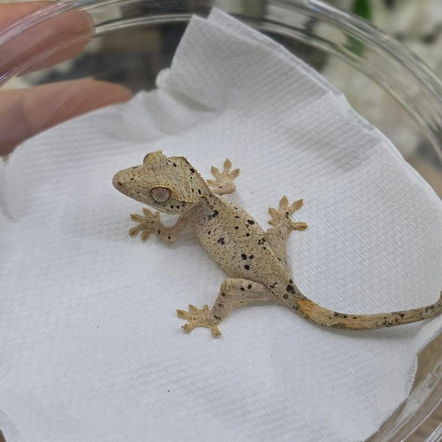 Dalmatian Super Dalmatian