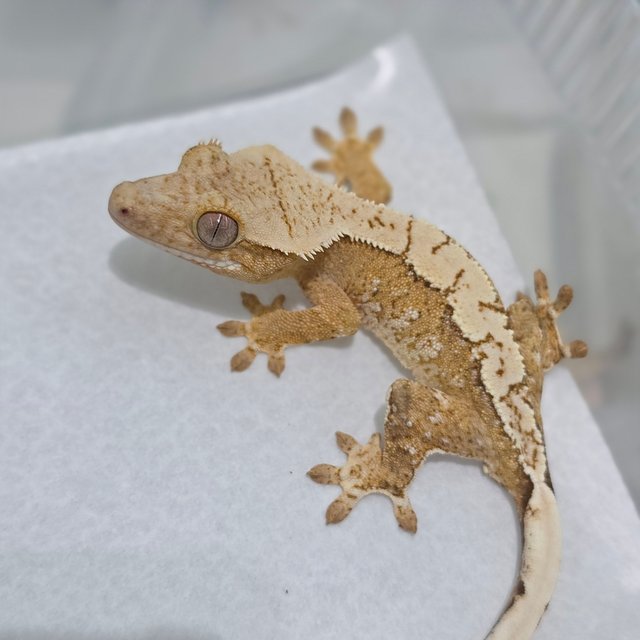 Creamsicle Cream Yellow White Spot