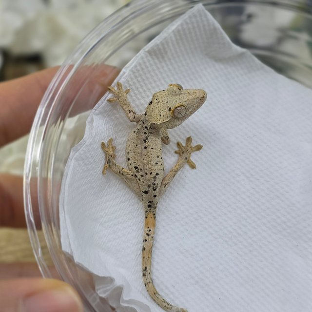 Dalmatian Super Dalmatian