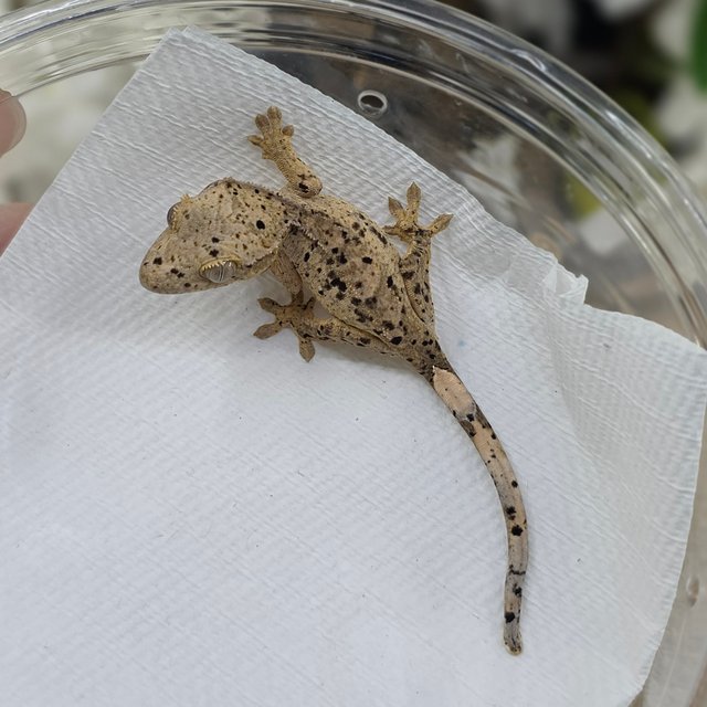 달마시안 슈퍼달마시안