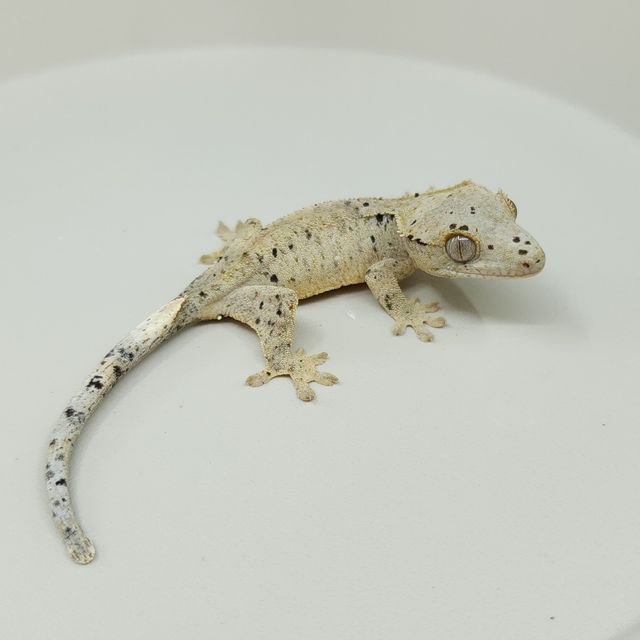 달마시안 슈퍼달마시안