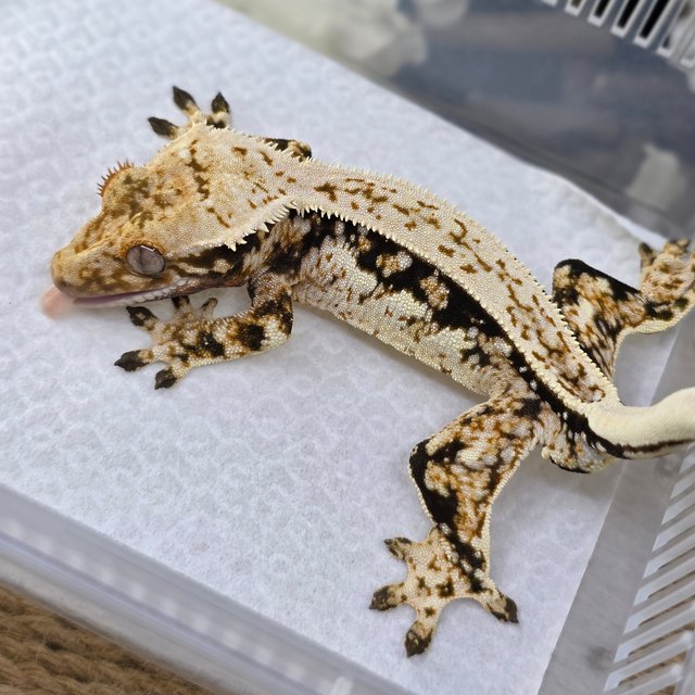 노멀 트라이 쿼드 화이트스팟 풀핀 핀스트라이프