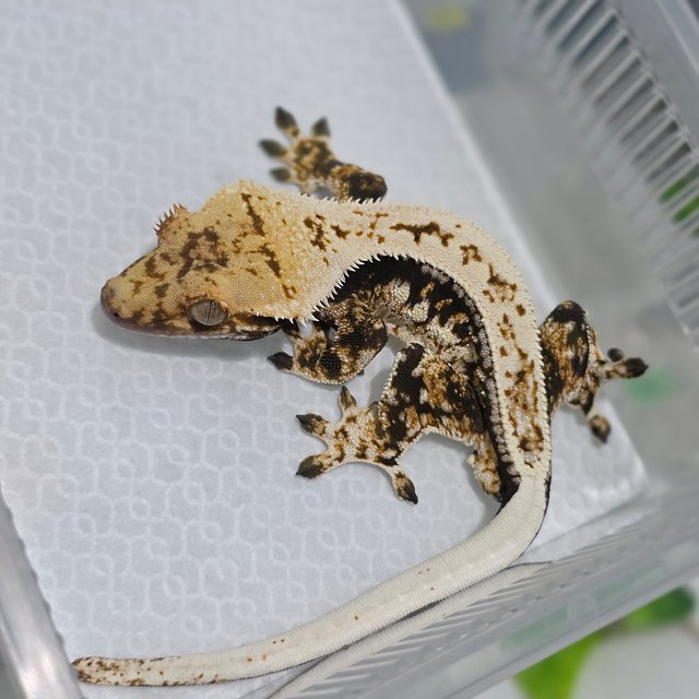 노멀 트라이 드리피 쿼드 풀핀 화이트스팟