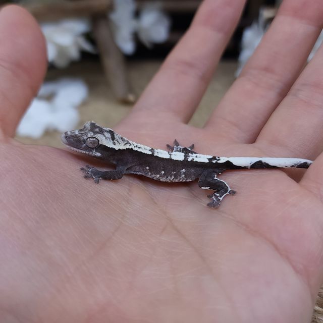 아잔틱