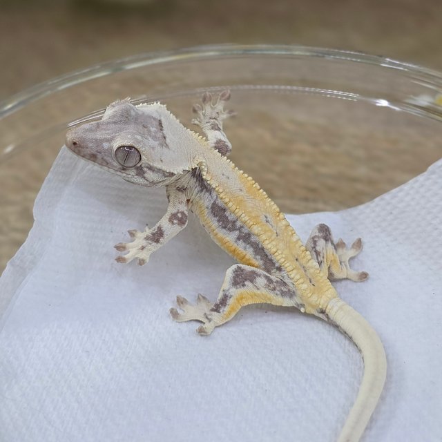 LW Sable Lilly White Sable