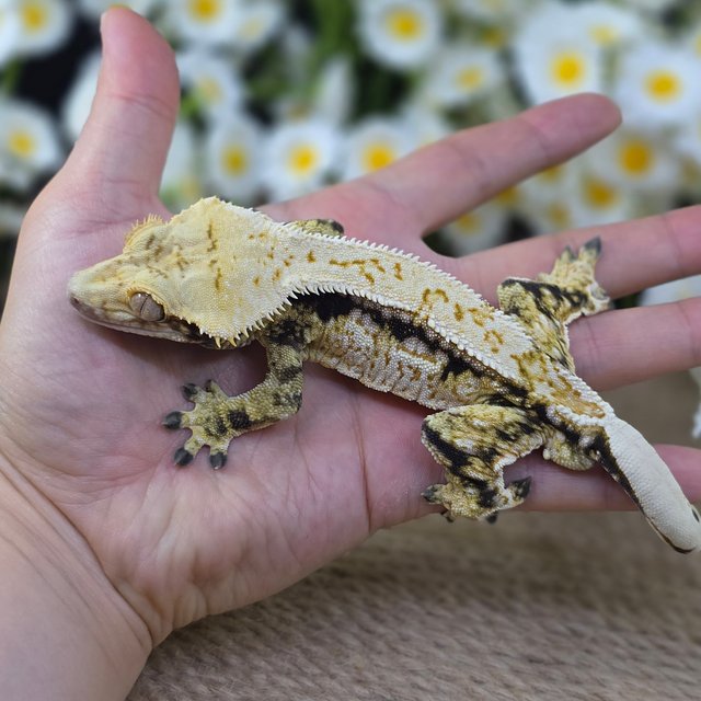 Normal Tri Quad Drippy White Spot Pinstripe