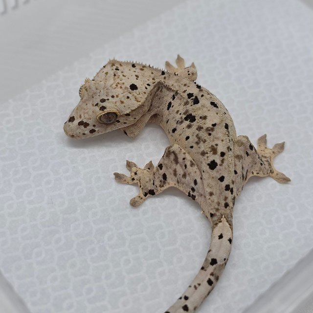 Dalmatian Super Dalmatian