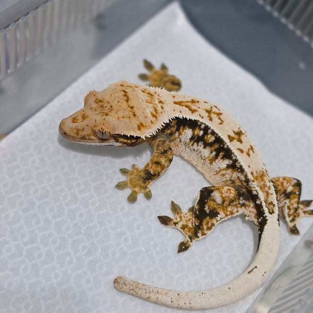 노멀 쿼드 드리피 화이트스팟 핀스트라이프