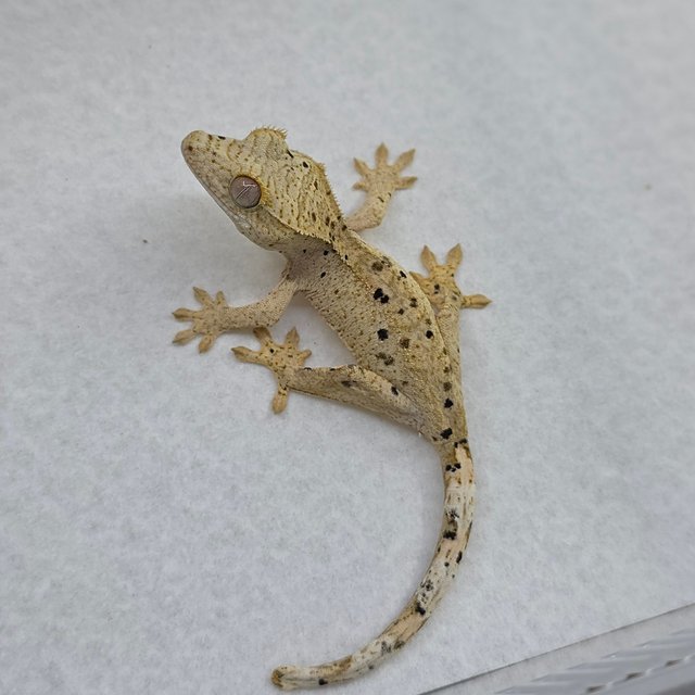 Dalmatian Super Dalmatian