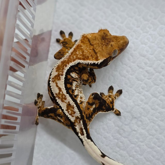Tri Extreme Harlequin White Crown Tangerine