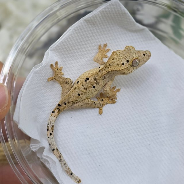 Dalmatian Super Dalmatian