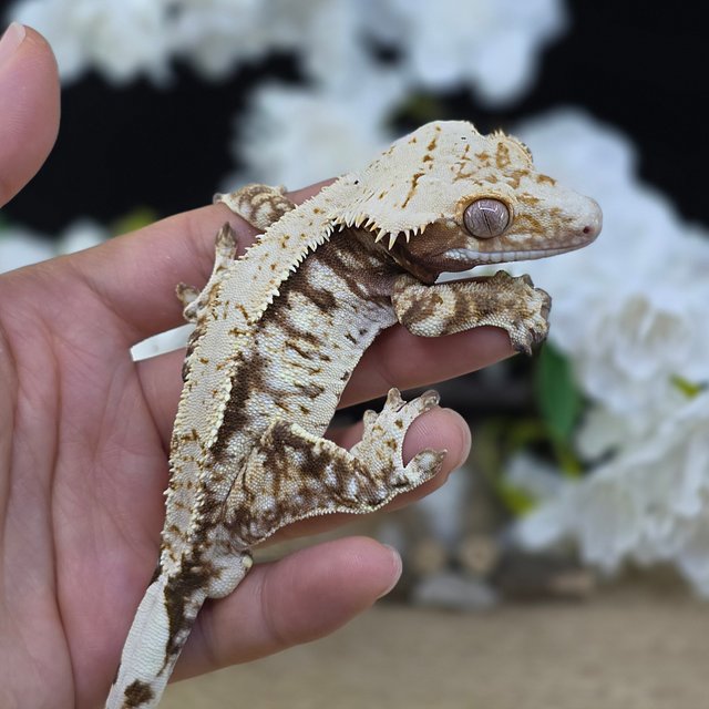 Cream Drippy White Spot