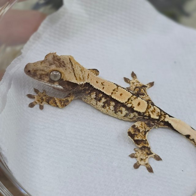 Normal Tri Extreme Harlequin White Spot