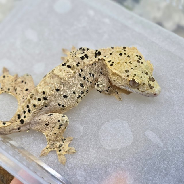 Dalmatian Super Dalmatian