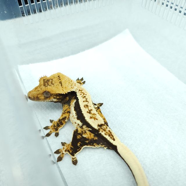 쿼드