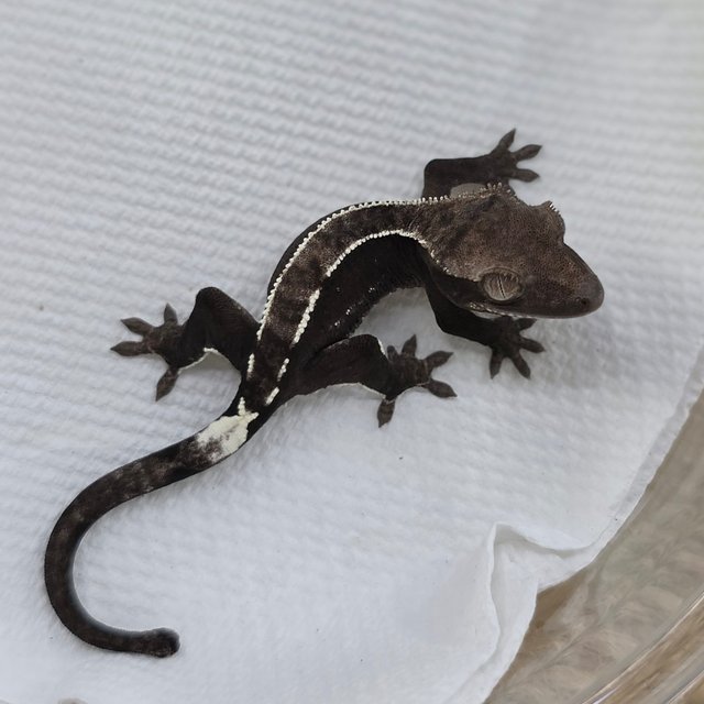 Axanthic
