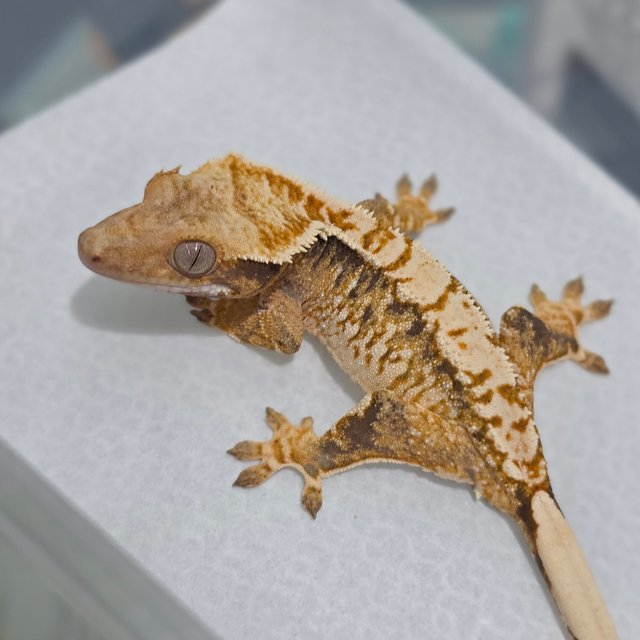 Normal Tri Extreme Harlequin White Spot