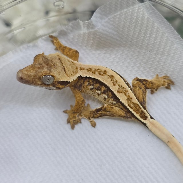 Normal Tri Quad Full Pinstripe Pinstripe