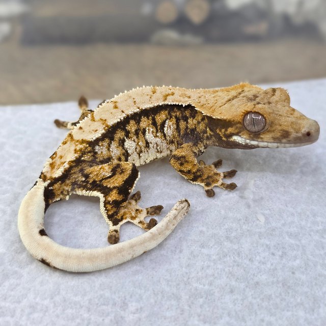 노멀 트라이 익스트림할리퀸 드리피 화이트스팟 핀스트라이프