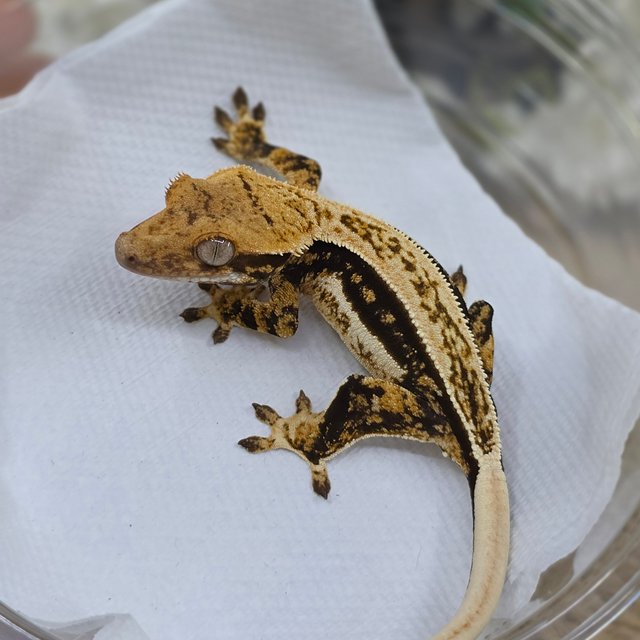 Tri Quad Full Pinstripe