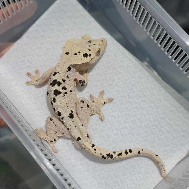 달마시안 슈퍼달마시안