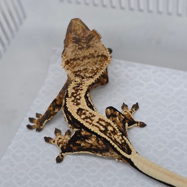 Normal Tri Quad Pinstripe Tangerine