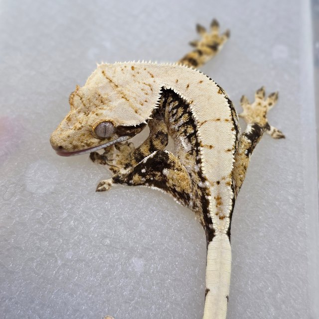 Normal Tri Extreme Harlequin Drippy White Spot