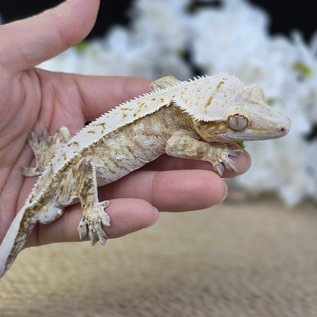 Cream Strawberry Red Drippy White Spot Pinstripe