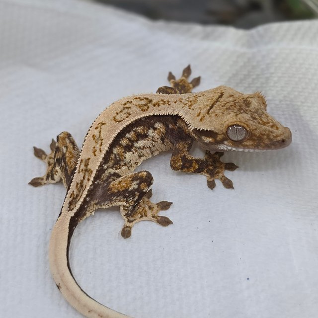 Tri Quad Full Pinstripe Pinstripe Drippy White Spot