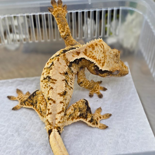 노멀 트라이 익스트림할리퀸 드리피 화이트스팟