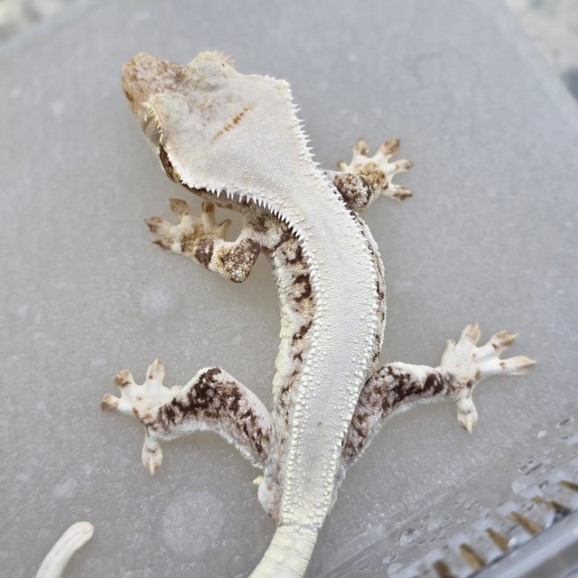 Lilly White Tri White