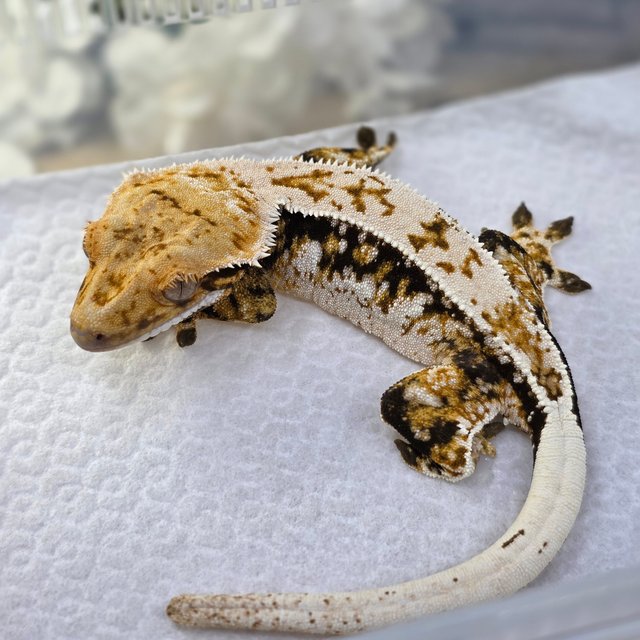 노멀 쿼드 드리피 화이트스팟 핀스트라이프