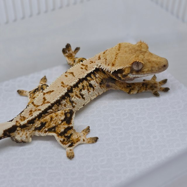 Extreme Harlequin Pinstripe White Spot Tri