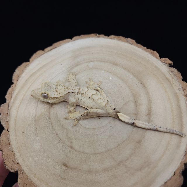 달마시안