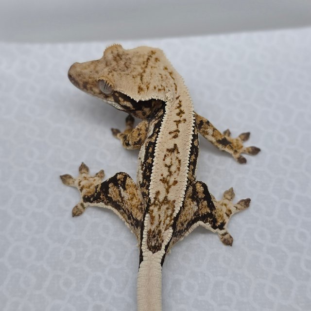 Normal Tri Quad Pinstripe Drippy