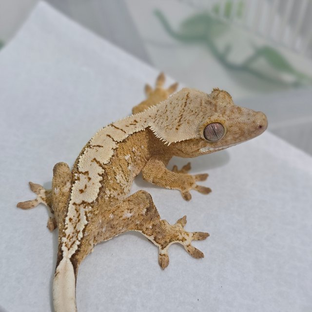 Creamsicle Cream Yellow White Spot