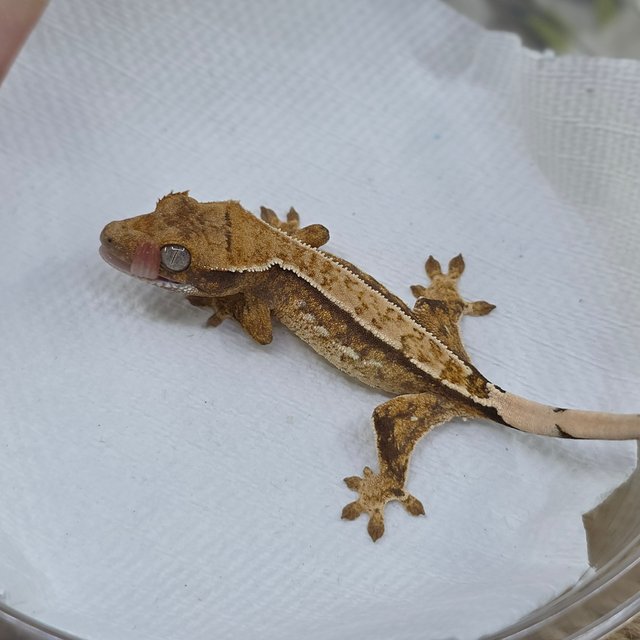 노멀 트라이 핀스트라이프 쿼드 화이트크라운 화이트스팟