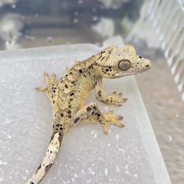 Dalmatian Super Dalmatian