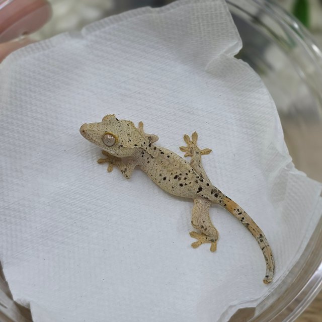 Dalmatian Super Dalmatian