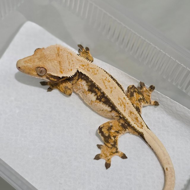 Normal Tri Quad Drippy White Spot