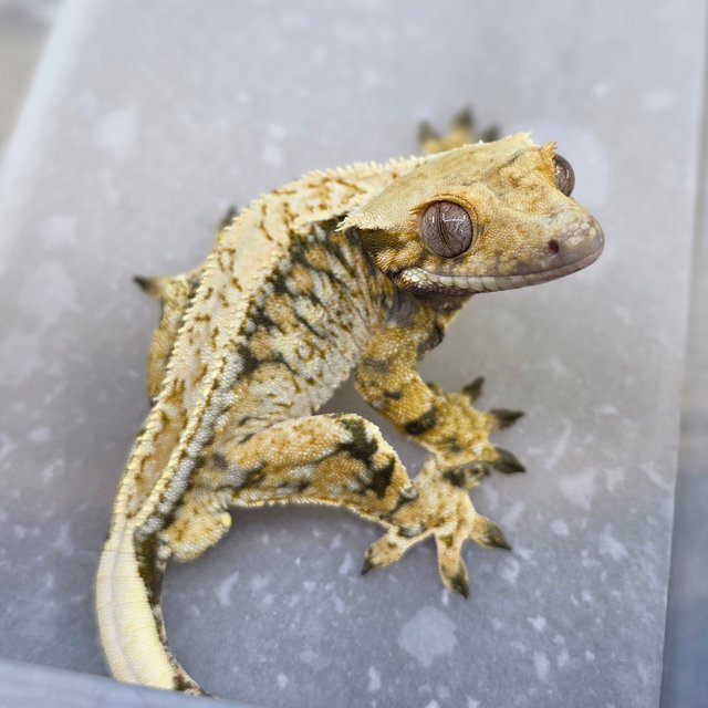 Normal Tri Extreme Harlequin Drippy White Spot