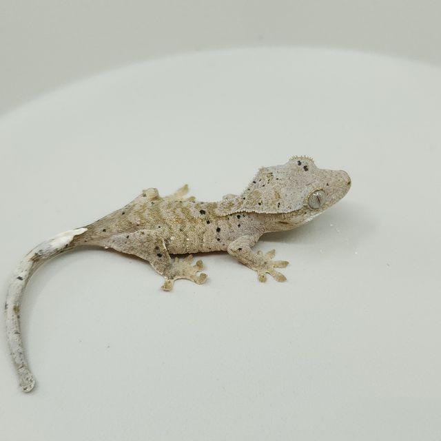 달마시안 슈퍼달마시안