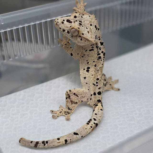 Dalmatian Super Dalmatian