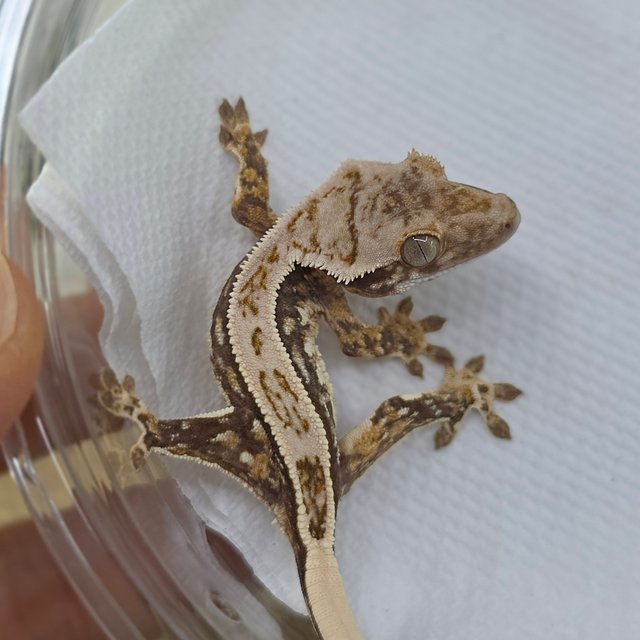 Normal Tri Quad Full Pinstripe Pinstripe