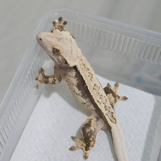 Normal Quad Full Pinstripe Pinstripe